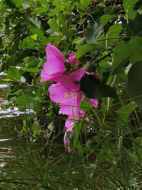 Hibiscus moscheutos subsp. moscheutos photo